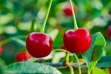 Red cherries on a branch on a Sunny summer day with green leaves on the background. Shallow depth of field.