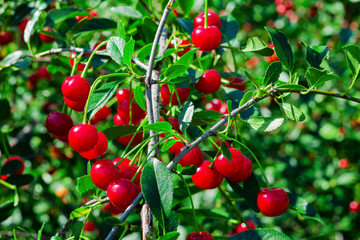 Red cherries on a branch on a Sunny summer day with green leaves on the background. Shallow depth of field.