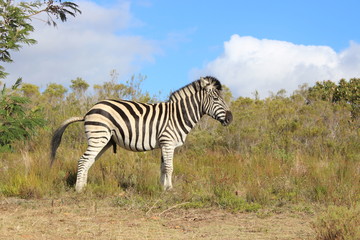 Fototapeta na wymiar Zebra Standing Side View
