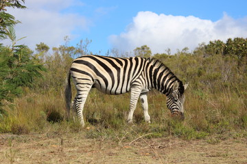 Fototapeta na wymiar Zebra Eatind Side View