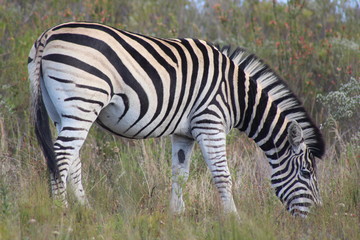 Fototapeta na wymiar African Zebra Eating