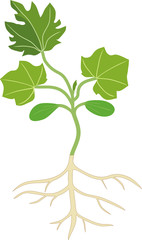 General view of seedling of zucchini with root system and green leaves isolated on white background