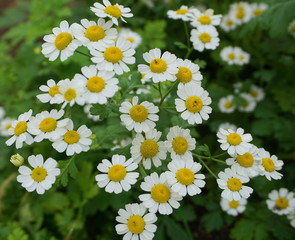 Beautiful meadow of Chamomile flowers close up.