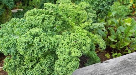 Fresh salad greens in a vegetable garden.