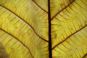 Obraz premium Dry leaf texture abstract background.