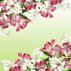 Beautiful floral background of Jasmine and Alstroemeria. Isolated 