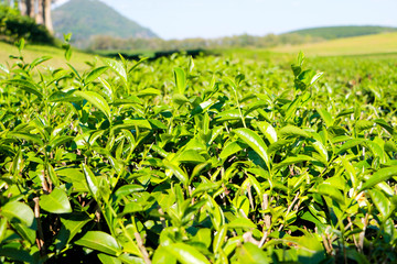 green tea in the north of thailand