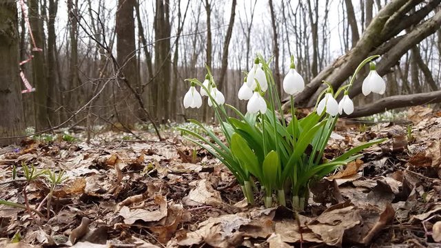 Eastern Europe panorama forest of early spring. White blooming snowdrop folded or Galanthus plicatus in the forest background. Wind, light breeze, sunny spring day, dolly shot.