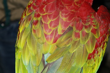 Fototapeta premium FEATHERS AND WINGS RED MACAW PARROT
