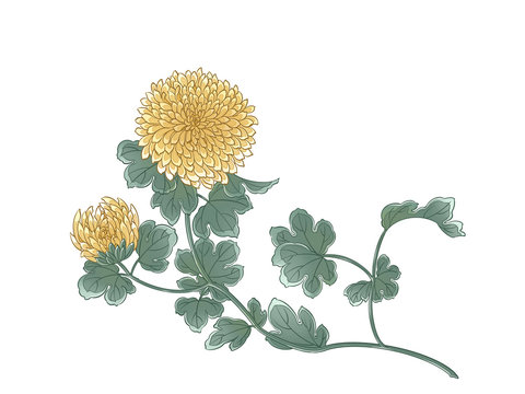 Digital illustration of chrysanthemum flowers, isolated.