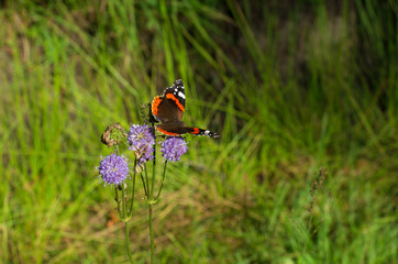 Red Admiral butterfly sitting on purple flowers spread its wings in the background is beautiful bokeh