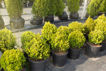Fototapeta na wymiar many shrubs and pots stand in a row in the nursery, prepared for sale, the concept