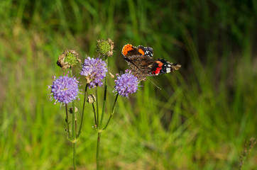 Fototapeta na wymiar Butterfly red admiral on purple flowers on beautiful green blurred background