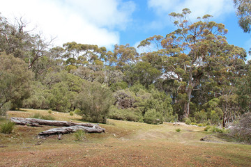 Fototapeta na wymiar In the Flinders Chase Natinal Park (Kangaroo Island - Australia)
