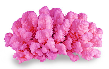 coral isolated on white background © Dmitry