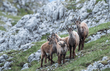 Capricorn, (Capra ibex) | Steinbock