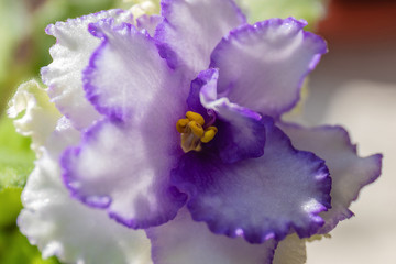 Purple flower on the background of blurry green leaves (viola). Violet Saintpaulia bud.