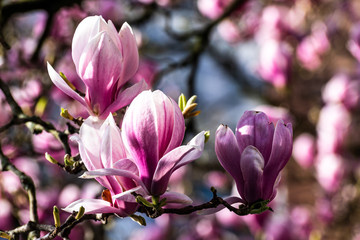 Blühende Magnolie im Frühling