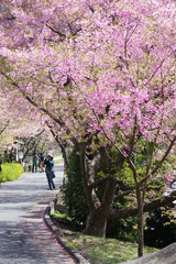 Fototapeta premium 桜の咲く道 河津桜