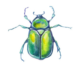 .dung beetle watercolor illustration isolated on white