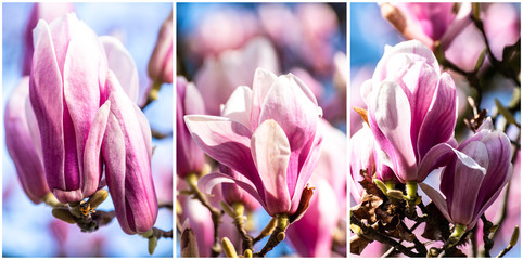 Magnolien Blüten Triptychon