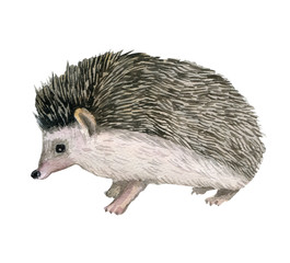 hedgehog realistic hand drawn watercolor  isolated on white background