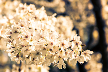 Fototapeta premium Kirschbaum Blüten weiß