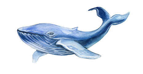 Blue Whale watercolor illustration hand drawn isolated on white.