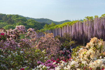 Obraz premium Beautiful full bloom of Wisteria blossom trees, Double cherry blossoms and Indian Azaleas ( Rhododendron simsii ) flowers in springtime sunny day at Ashikaga Flower Park, Tochigi prefecture, Japan