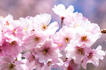 Kirschbaum Blüten rosa, Makro