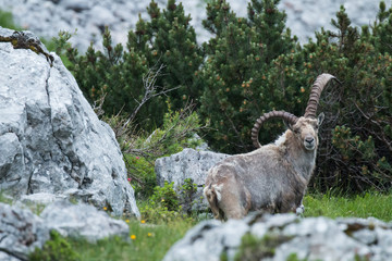 Capricorn, (Capra ibex) | Steinbock