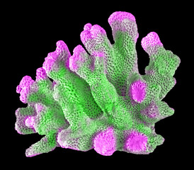 coral isolated on black background