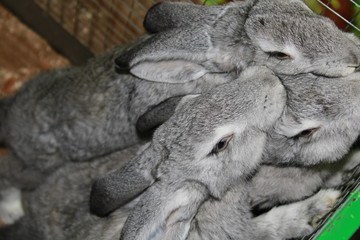 A LOT OF BIG GRAY RABBIT IS REACHING FOR FOOD