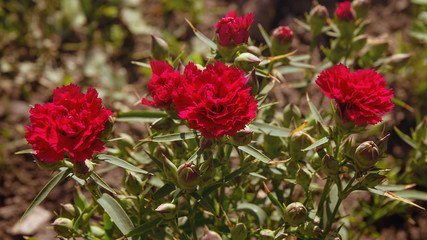 Blooming red carnations