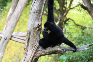 Gibbon