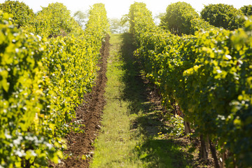 Fototapeta na wymiar landscape vineyards in autumn, smooth rows in the sunlight, view from the front, concept