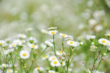 daisy flowers in field