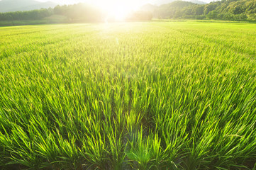 Obraz na płótnie Canvas rice field background