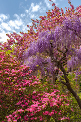 Fototapety  Piękny pełny rozkwit drzew kwitnących Wisteria, podwójne kwiaty wiśni i kwiaty azalii indyjskich (Rhododendron simsii) w wiosenny słoneczny dzień w parku kwiatów Ashikaga, prefektura Tochigi, Japonia