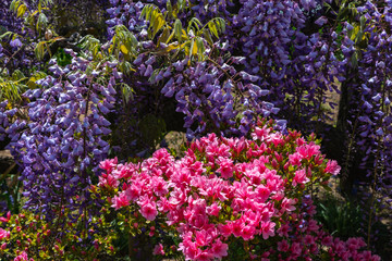 Obraz premium Beautiful full bloom of Wisteria blossom trees, Double cherry blossoms and Indian Azaleas ( Rhododendron simsii ) flowers in springtime sunny day at Ashikaga Flower Park, Tochigi prefecture, Japan