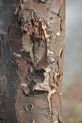 Baumrinde