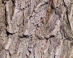 Tree bark taken at close range