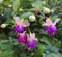 Beautiful Fuchsia flowers close up. © lenic