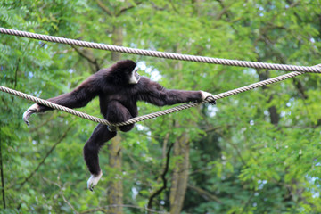 Gibbon