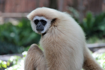 Gibbon