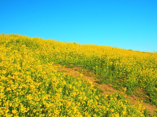 Obraz premium 菜の花咲く土手と小道