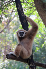 Gibbon