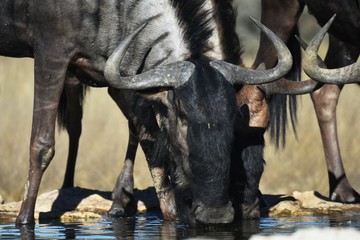 Ein Streifengnu (Connochaetes) trinkt an der Wasserstelle im Kgalagadi Nationalpark in Namibia