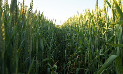 Green wheat field. Spica  of wheat. Green background.