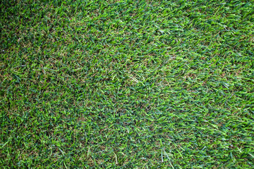 green grass texture